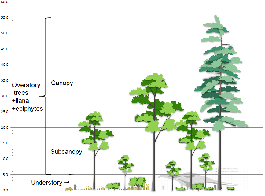 Figure 1. Overstory includes all vegetation taller than 5 m (16.4 ft), and can be subdivided into subcanopy and canopy strata at 15 m (±5 m)