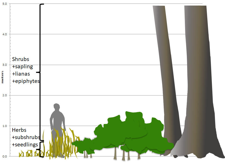 Figure 2. Understory includes all vegetation less than or equal to 5 m (16.4 ft), and is subdivided into a field or herb stratum at less than 0.5 m (1.6 ft) and shrub stratum at 0.5-5 m.